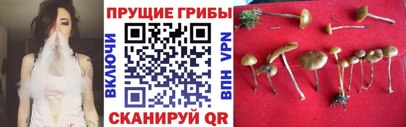 Галлюциногенные грибы прущие грибы Сосновый Бор